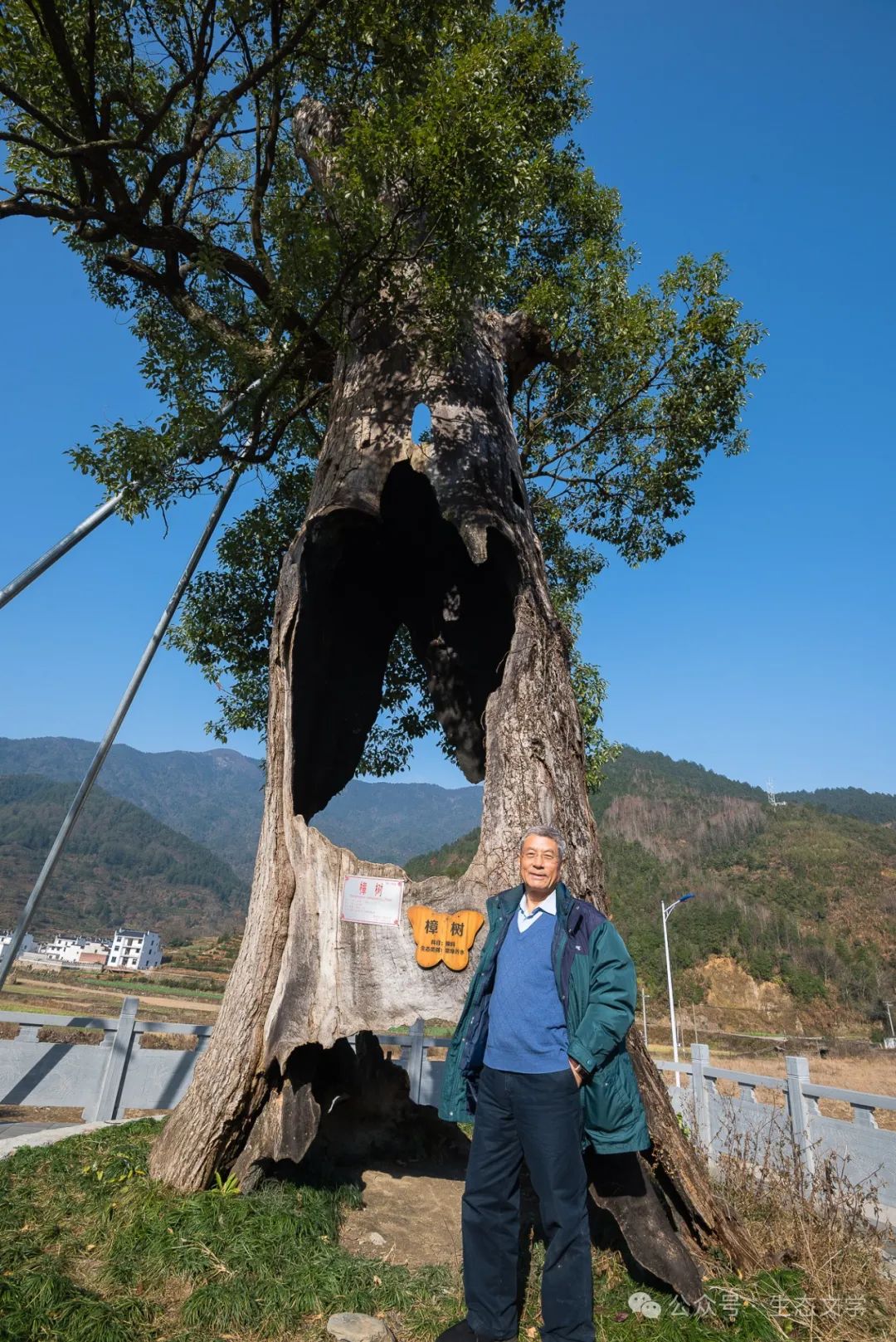 梁衡:徽饶古道坚强树