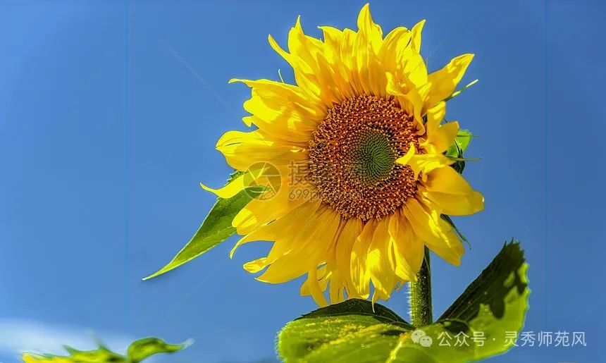 向日葵高清图片下载-正版图片501636356-摄图网