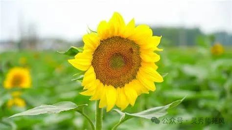 向日葵花朵清新美好希望鲜花花束向日葵蓝天白云背景唯美壁纸图片下载 - 觅知网