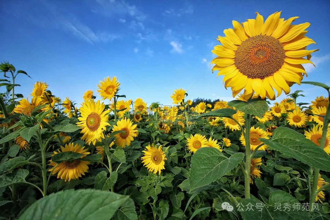 夏天的向日葵图片素材_免费下载_jpg图片格式_高清图片500522826_摄图网